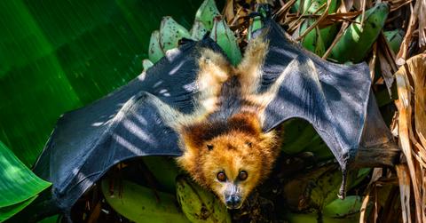 A fruit bat appears with open wings on a banana tree.