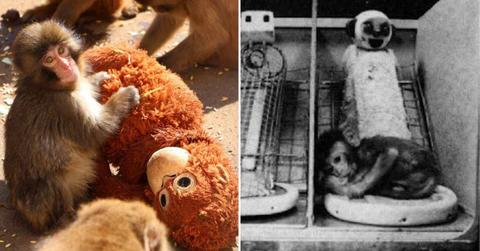 (L) Punch with his orangutan plushie (R) American researcher Harry Harlow’s Experiment (Cover Image Source: (L) X/@ichikawa_zoo | (R) American Psychologist, 13, 673-685)
