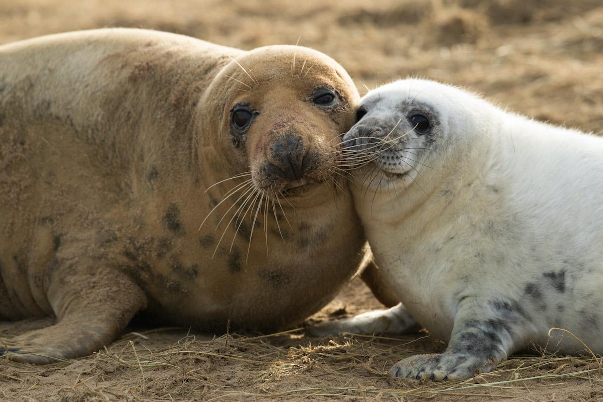 seals beach