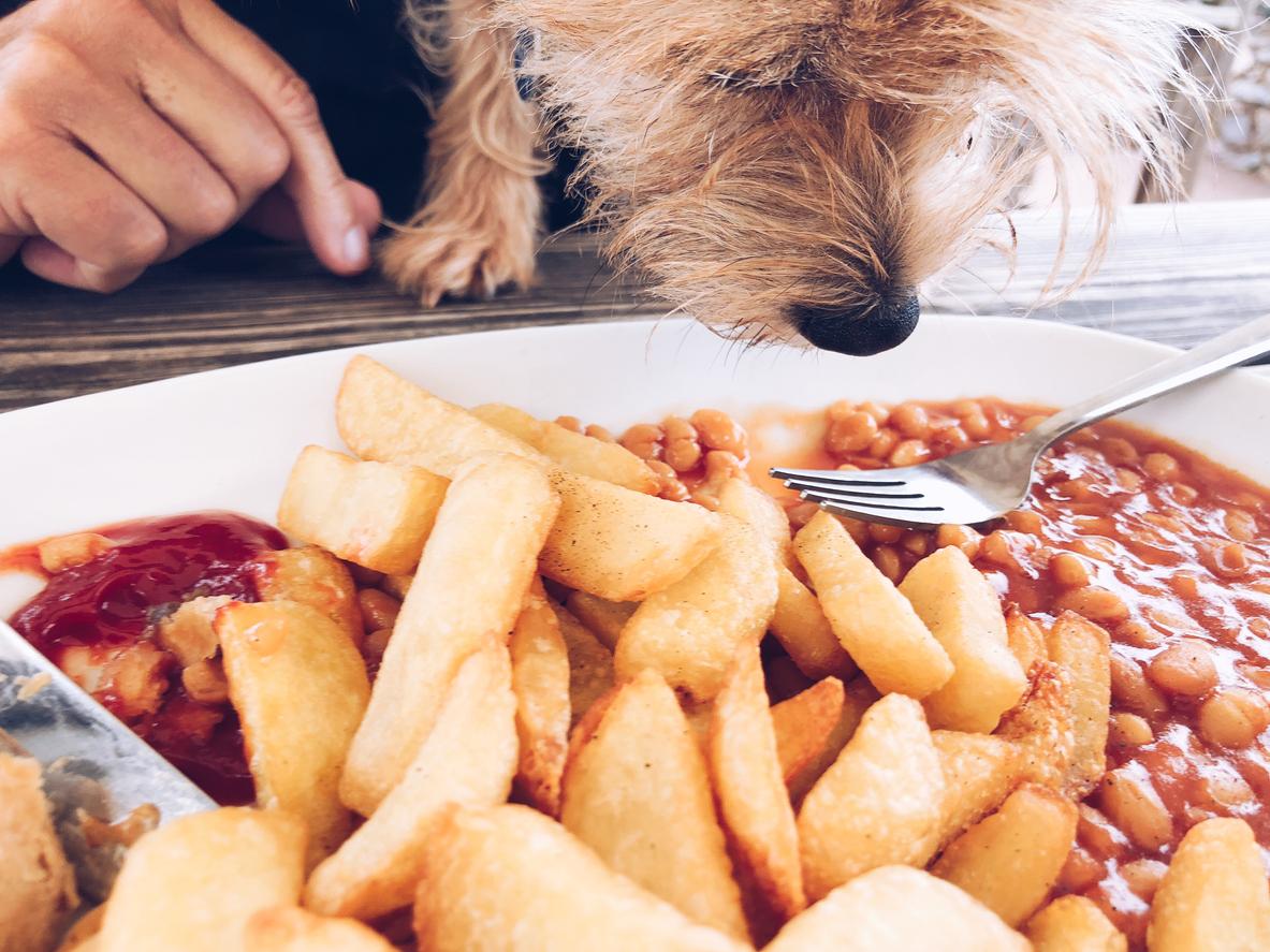 Fried Food