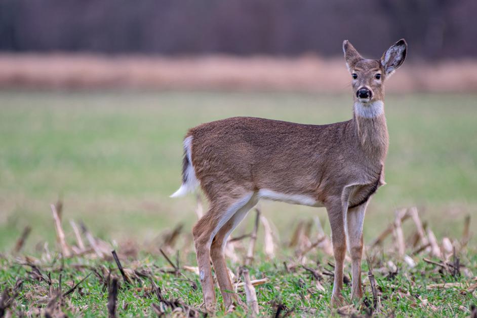 Stock photo of doe standing in an open field. 