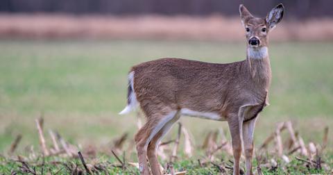 Stock photo of doe standing in an open field.
