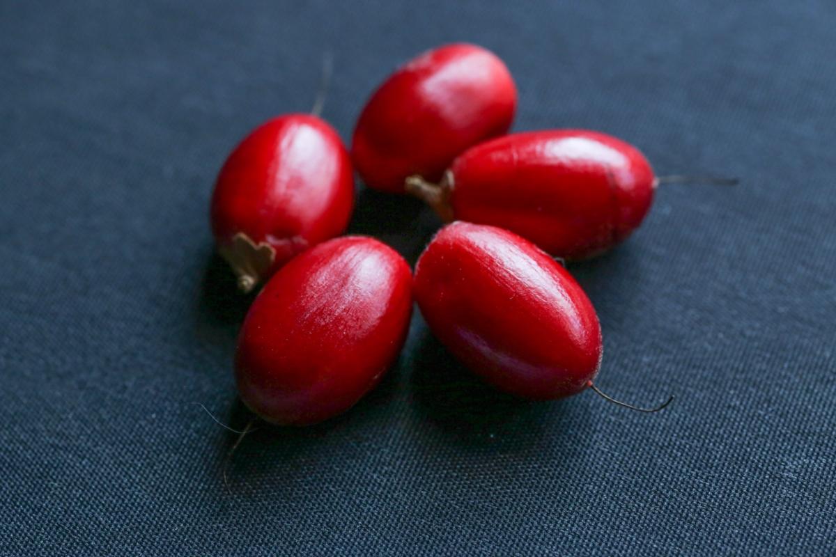 Five bright-red miracle fruit berries on a blue background