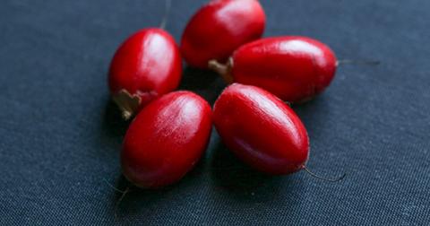 Five bright-red miracle fruit berries on a blue background