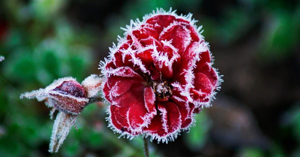 How to Cover Plants for Frost, to Combat the Cold Weather
