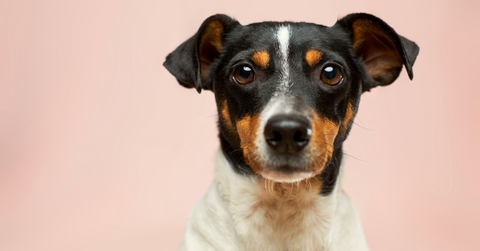 A black, white, and tan dog looks straight ahead