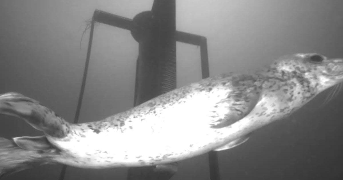 Seal swims past tidal turbine. (Cover Image Source: Cotter et al., CC-BY 4.0)
