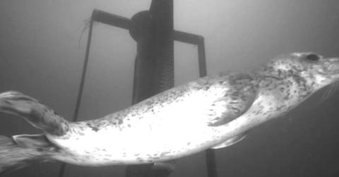 Seal swims past tidal turbine. (Cover Image Source: Cotter et al., CC-BY 4.0)