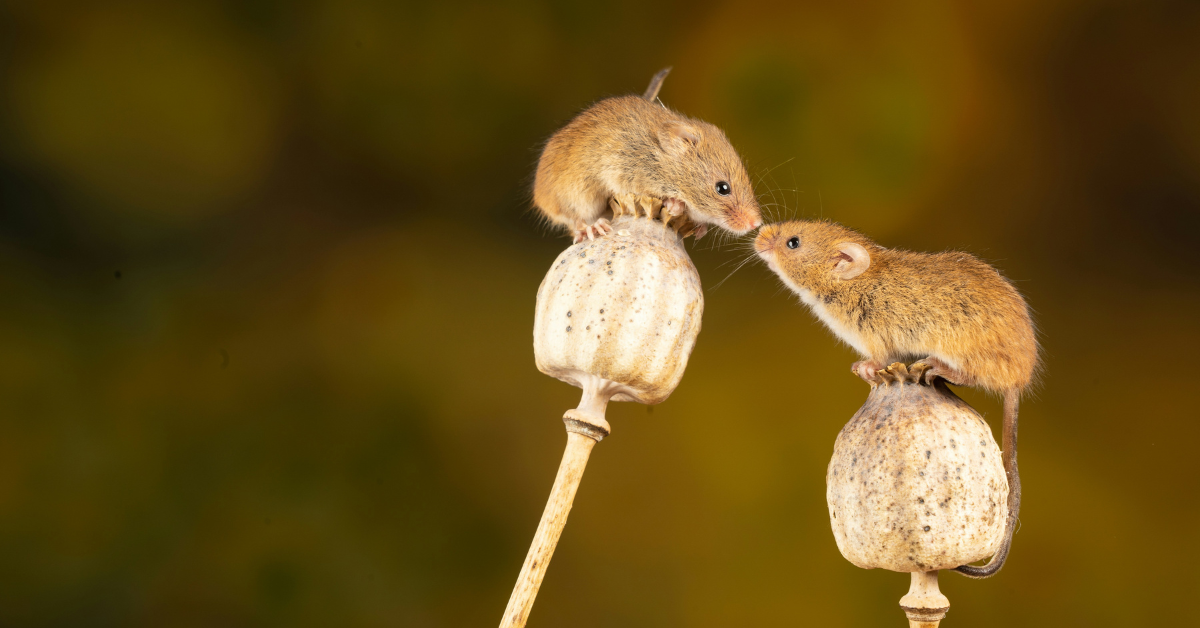 Two mice sit nose to nose on top of plant seed pods