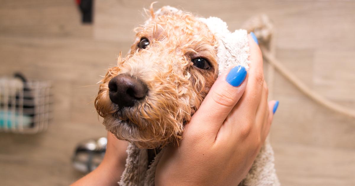 dog bath allergies