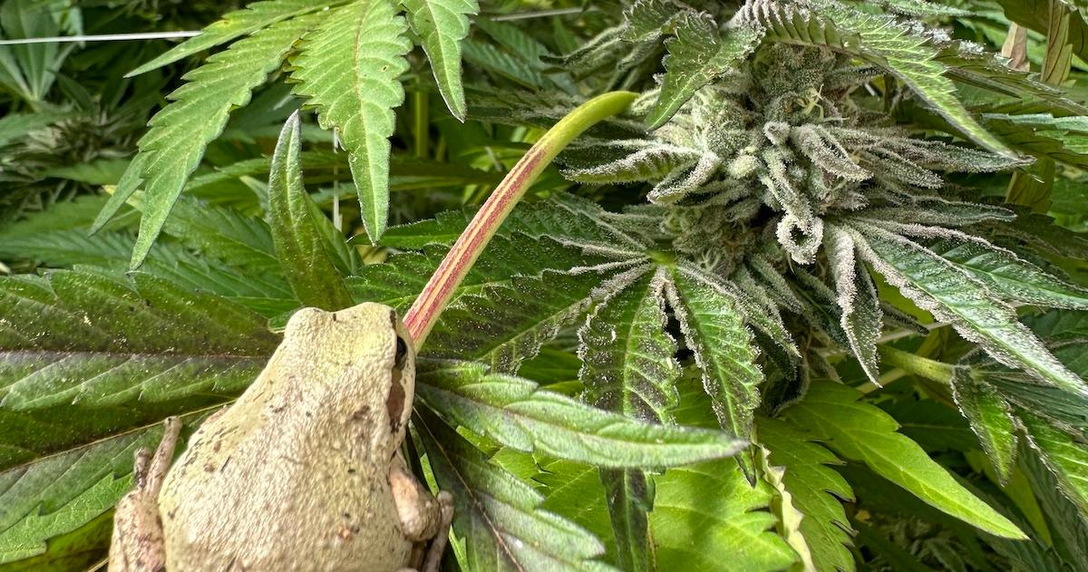 A frog sits on a cannabis leaf