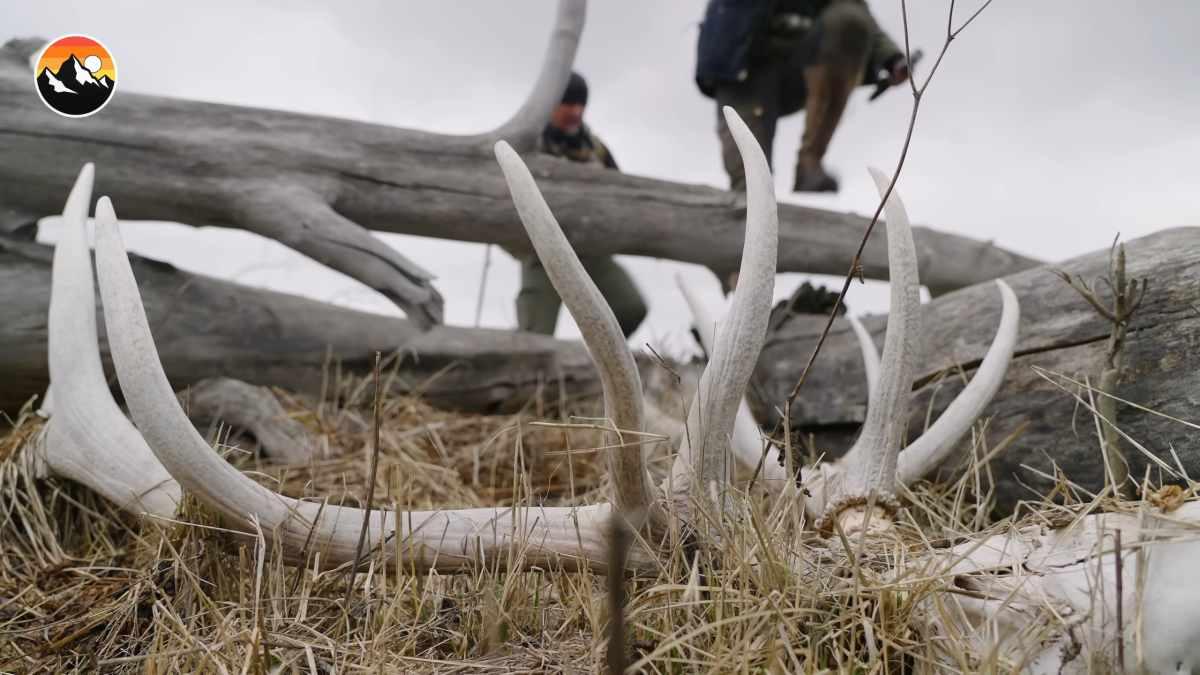 pn/dec aeeb aee cbdebe