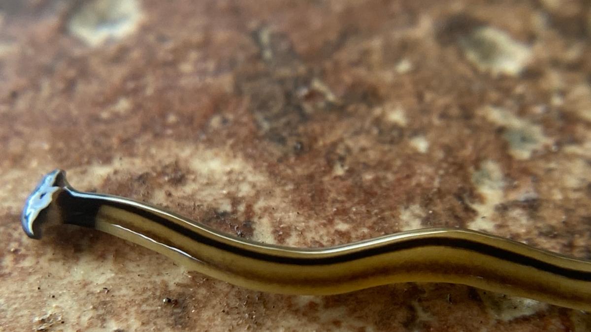 Hammerhead Worm Found in Virginia and Other States Is Toxic