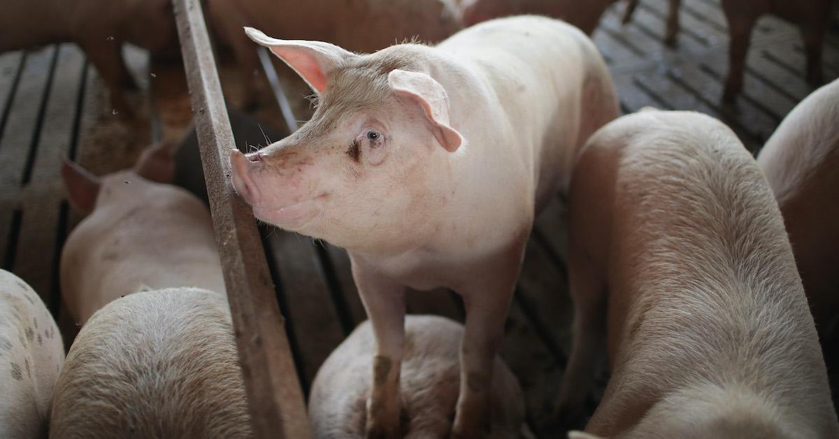 Government Forcing Farmers to Destroy Crops? Subsidies Take Care of That