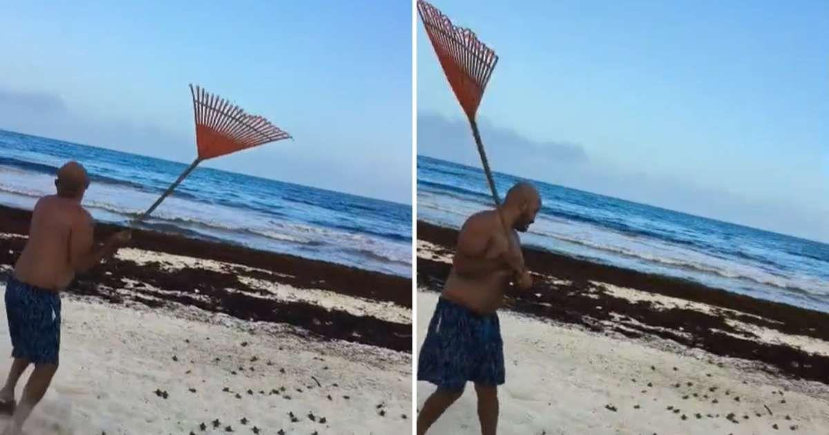 Beachgoer protecting baby turtles from sea birds with a rake (Cover Image Source: TikTok | @reneramos371)