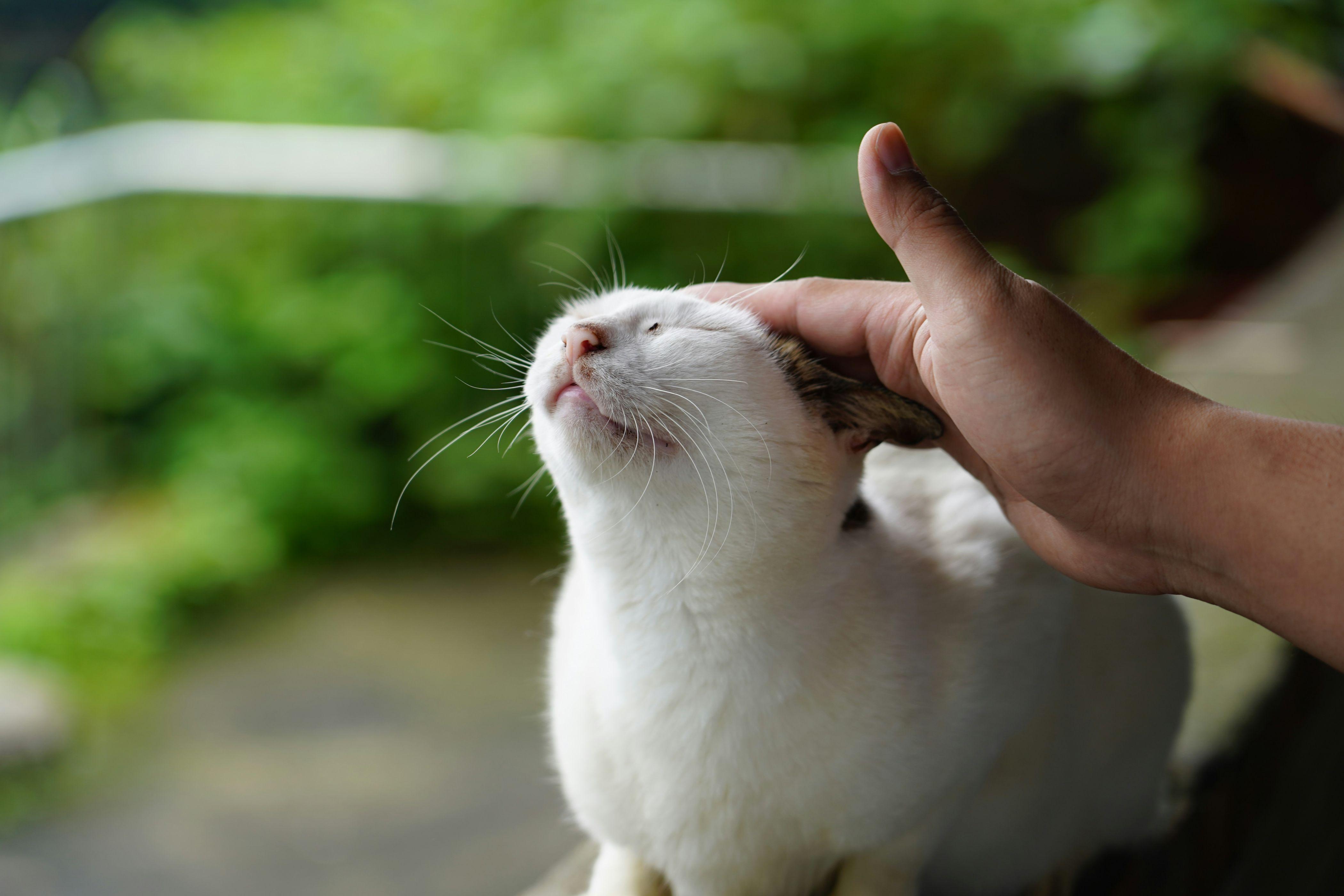 A cat parent gently pats their companion cat on the head while the cat closes their eyes.