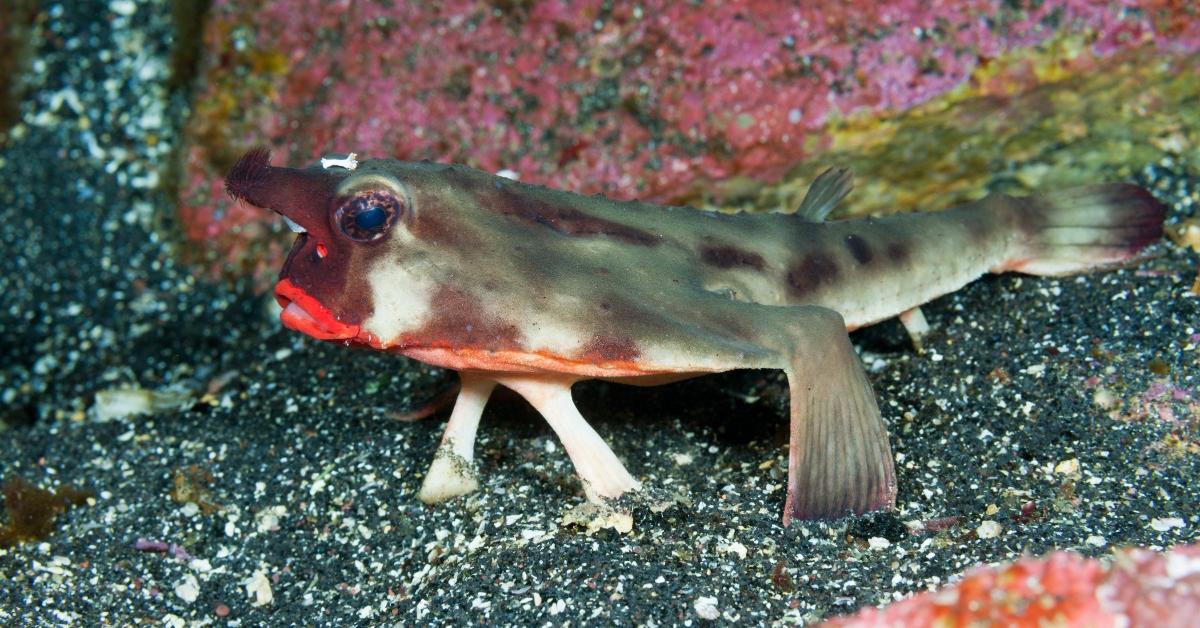 A red-lipped batfish. 