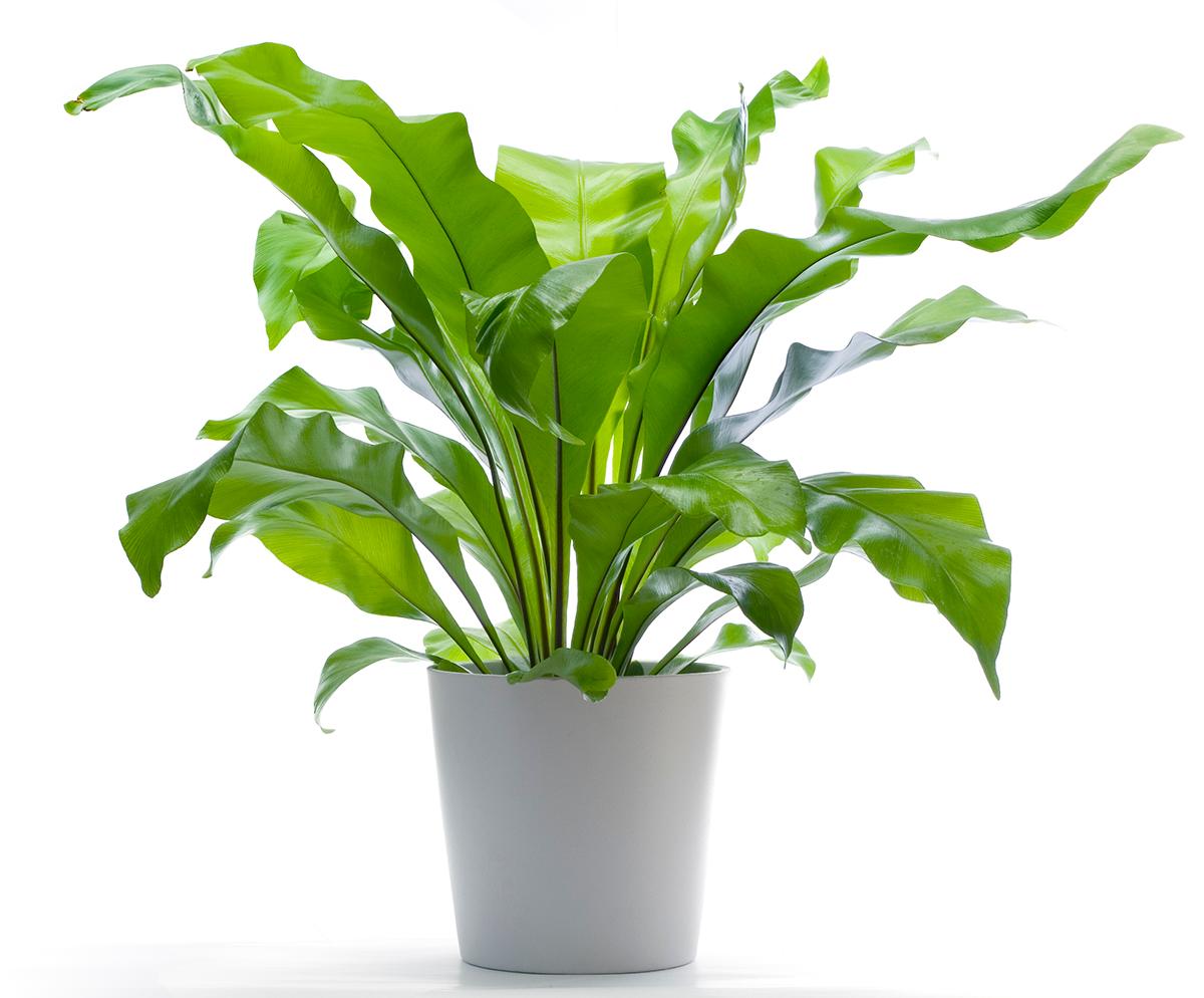 birds nest fern hanging houseplant