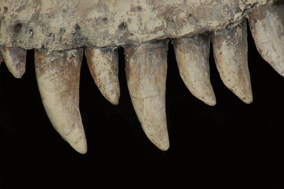 Up-close stock photo of dinosaur teeth. 