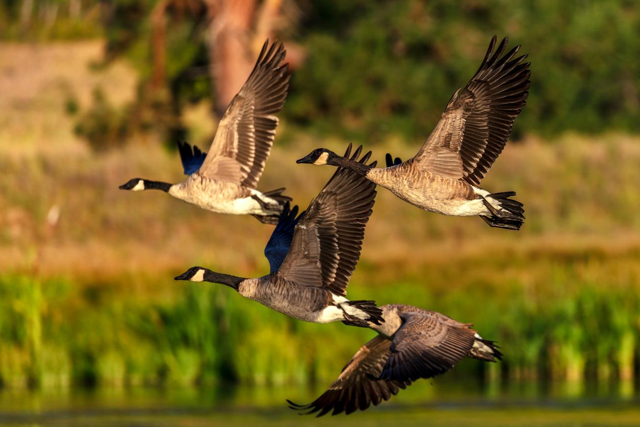 Four Canadian geese are pictured flying 