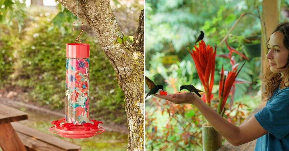 (L) The Pioneer Woman's floral glass hummingbird feeder (Cover Image Source: Walmart) | (R) Hummingbirds fluttering around a woman's hand. (Representative Cover Image Source: Getty Images | Oleh Slobodenieuk)