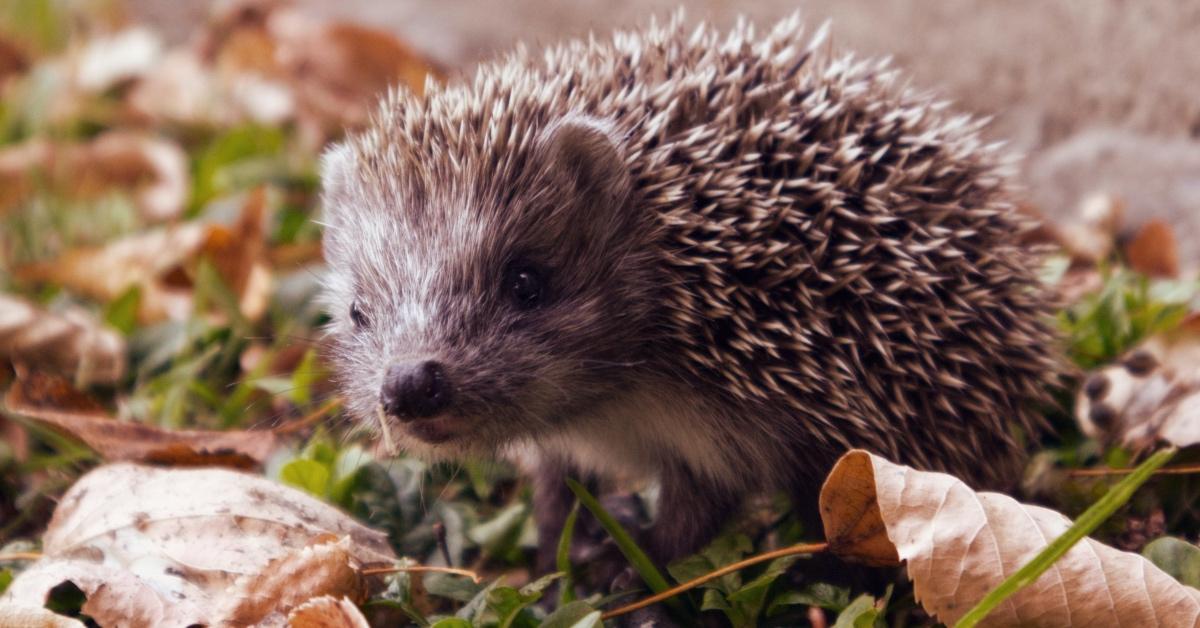 Hedgehog in autumn amongst fallen leaves. 