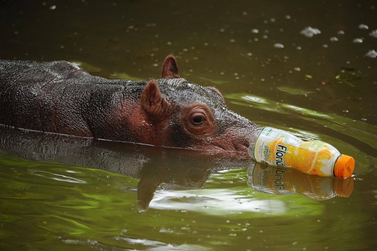 indonesian death zoo