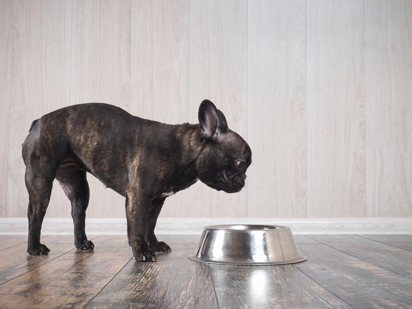 A french bulldog puppy stands over his food bowl.