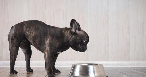 A french bulldog puppy stands over his food bowl.