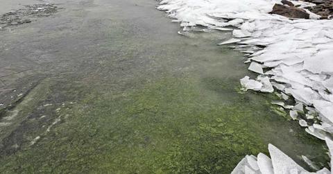 Emerald green carpet of cyanobacteria concealing South Bohemia's Lake Lipno along with pieces of cracked ice (Cover Image Source: Czech Academy of Sciences’s Biology Center)