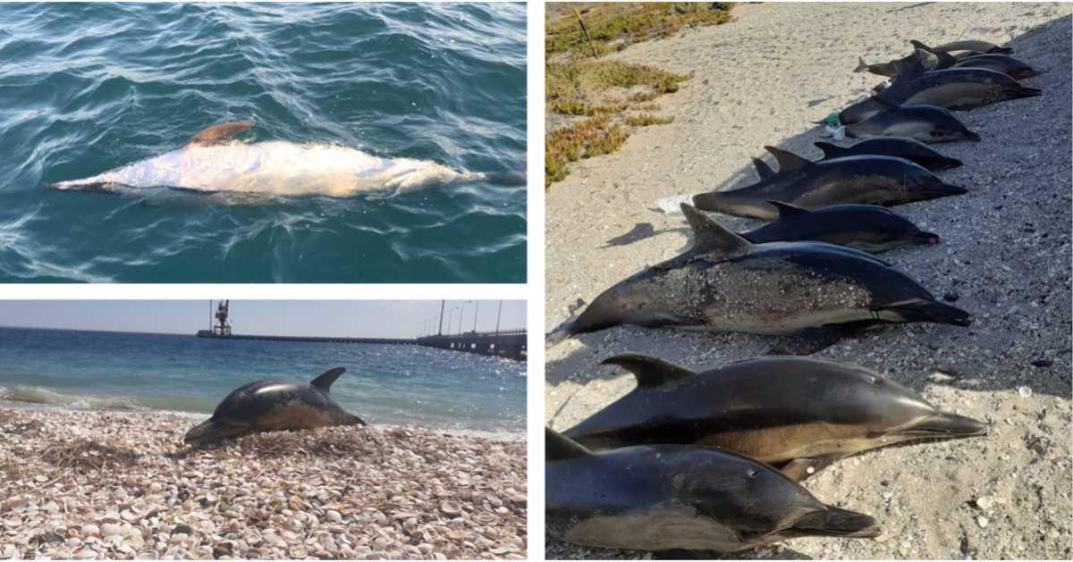 pn/cabf ae  c aedcbbd