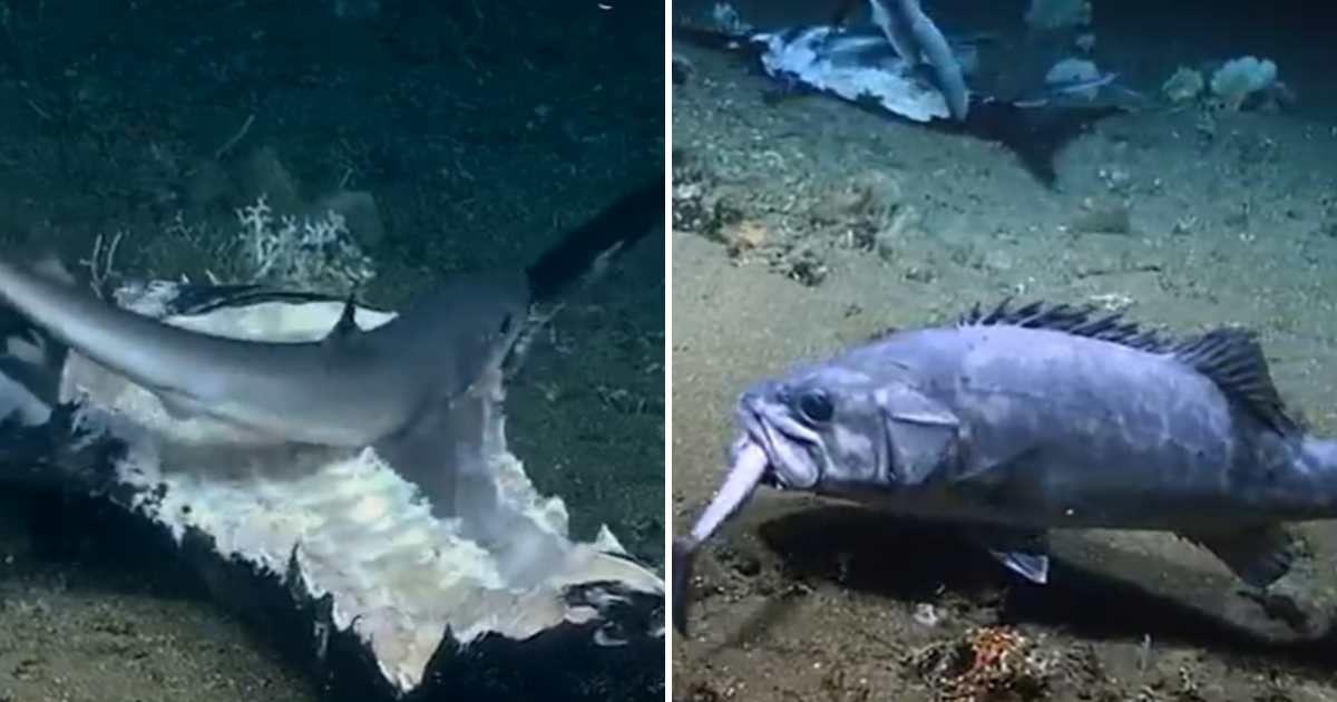 Video of baby sharks feasting upon a swordfish carcass. (Cover Image Source: X | @OceanExplorer)