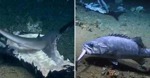 Video of baby sharks feasting upon a swordfish carcass. (Cover Image Source: X | @OceanExplorer)