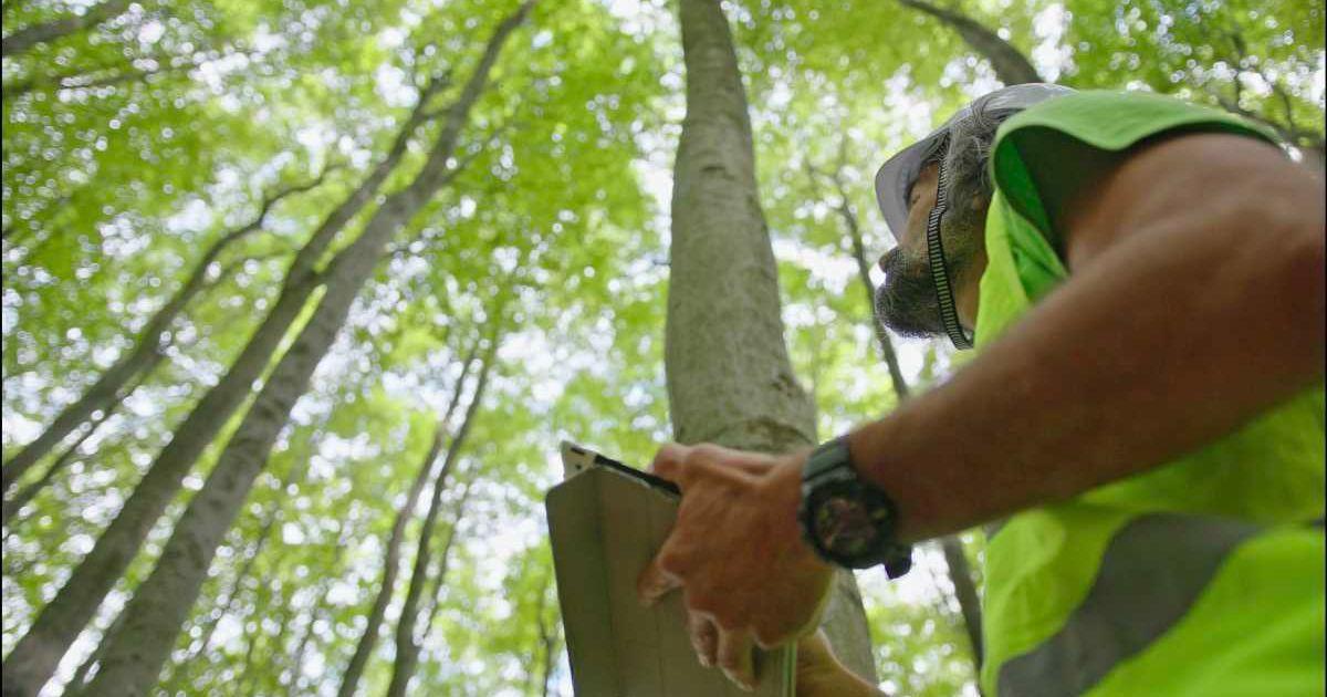 Biologist examining the condition of the forest and the trees. (Representative Cover Image Source: Getty Images | Daniel Balakov)