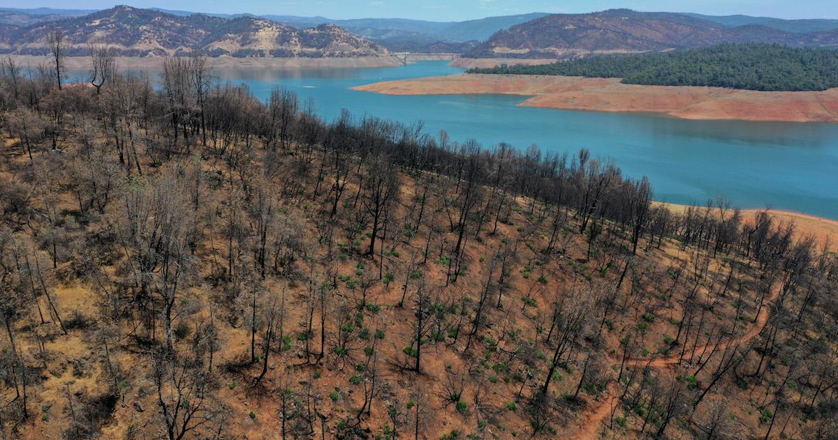 Forest after fire has spread