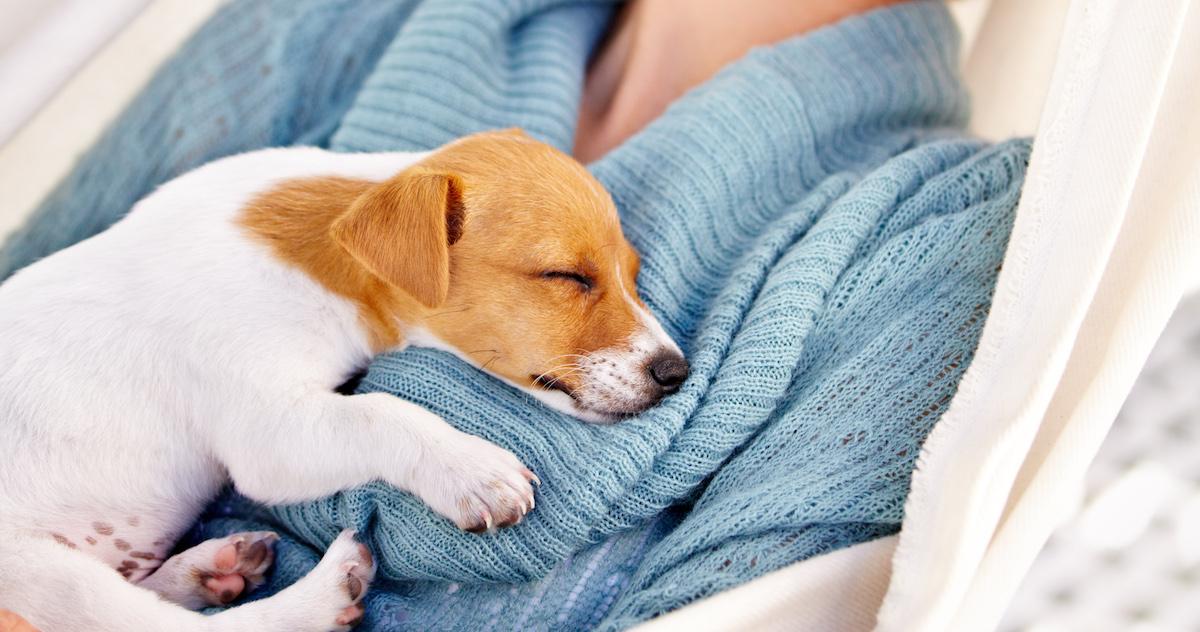 Where Should My Dog Sleep?