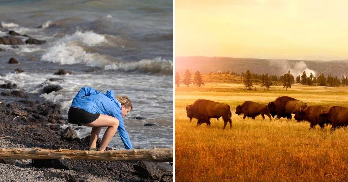 (L) Person collecting mud as waves crash in Yellowstone Park lake, (R) Bison roaming in Yellowstone (Representative Cover Image Source: Getty Images | (L) Katie Dobies, (R) Stellalevi)