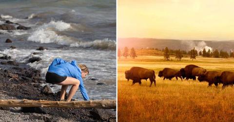 (L) Person collecting mud as waves crash in Yellowstone Park lake, (R) Bison roaming in Yellowstone (Representative Cover Image Source: Getty Images | (L) Katie Dobies, (R) Stellalevi)