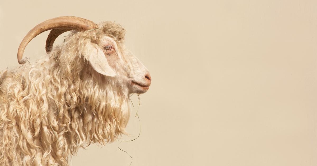 What Animal Does Cashmere Come From? Here's How Cashmere Is Made