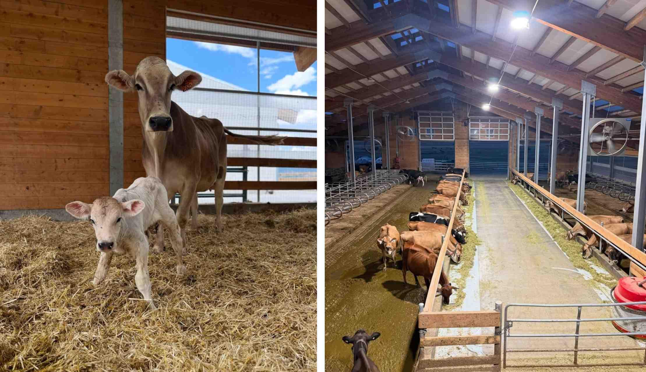Cows imprisoned at Ballerina Farm are pictured.