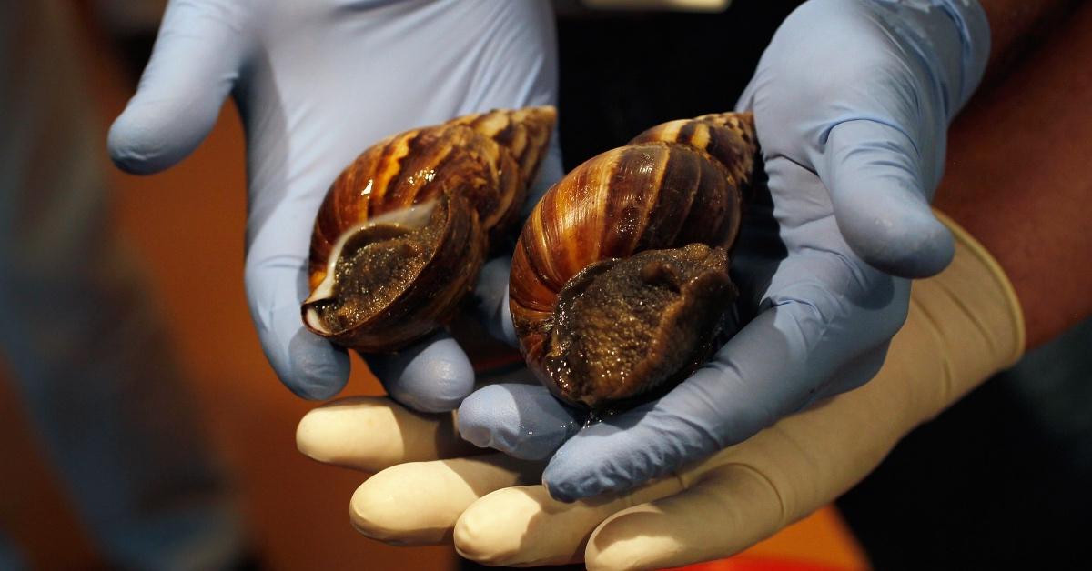 Scientists holding giant African land snails with gloves.