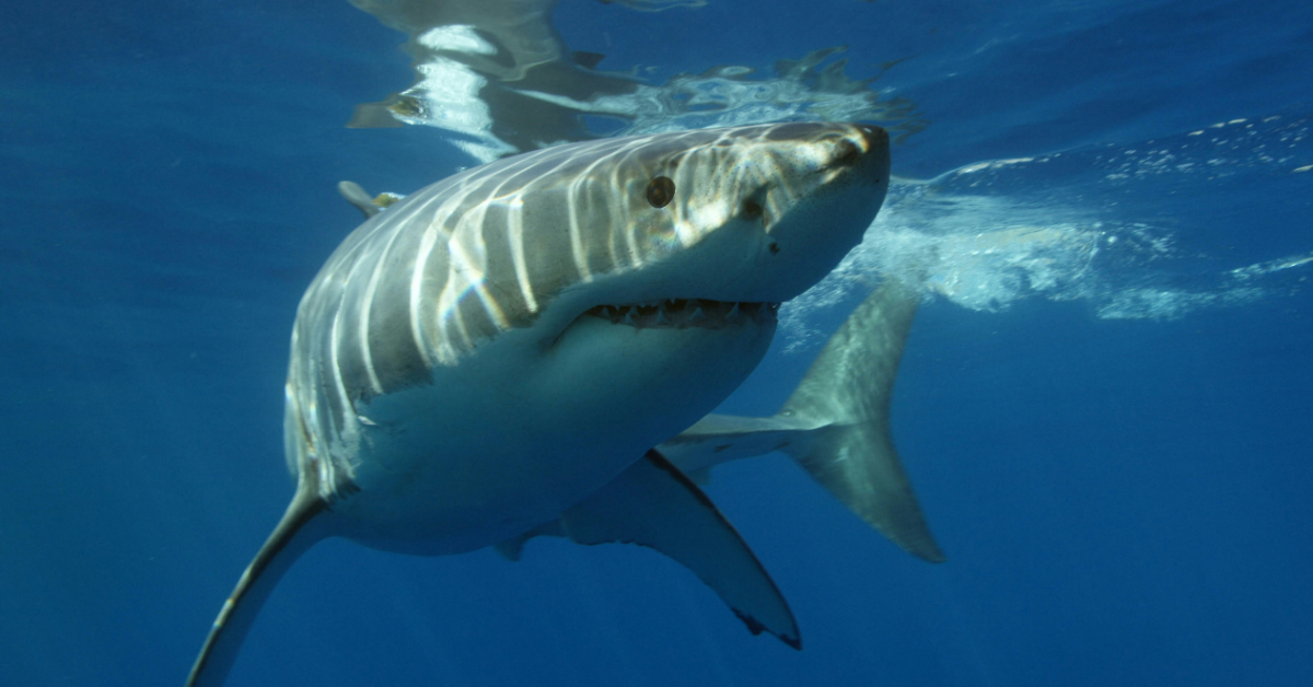 A white shark swims near the top of the water