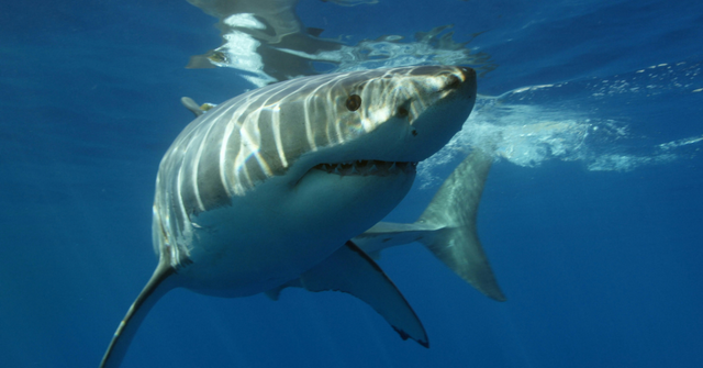 What Is the Great White Shark Café? Shark Habits, Explained