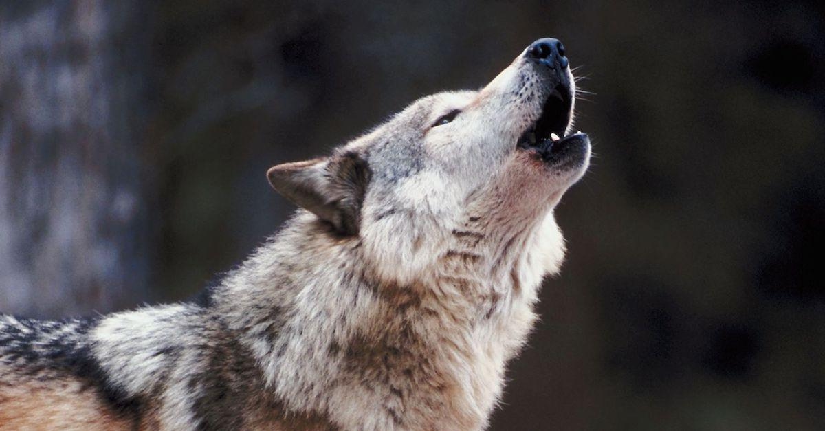 Wolves Endangered