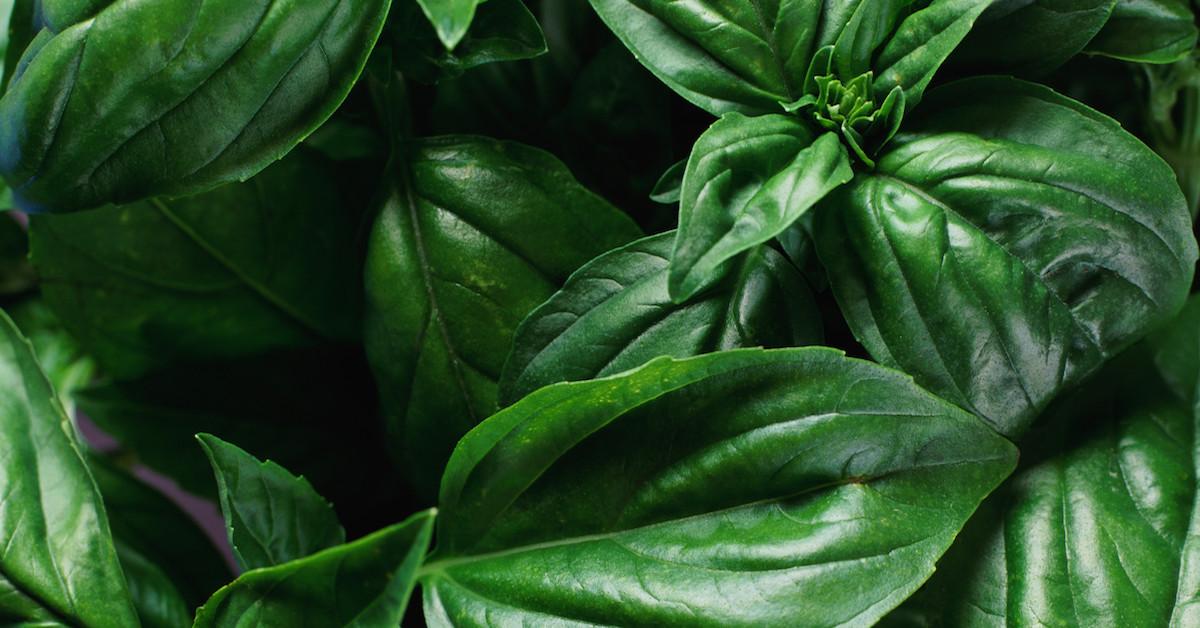 How to grow basil at home