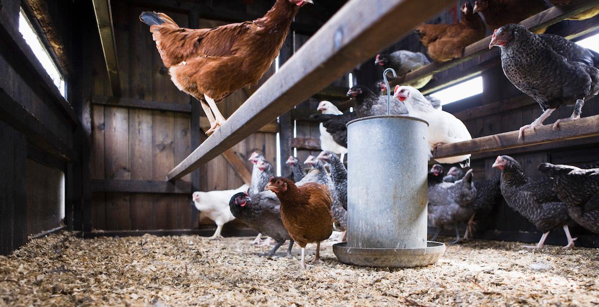 What Is the Best Manure for Vegetable Gardening?