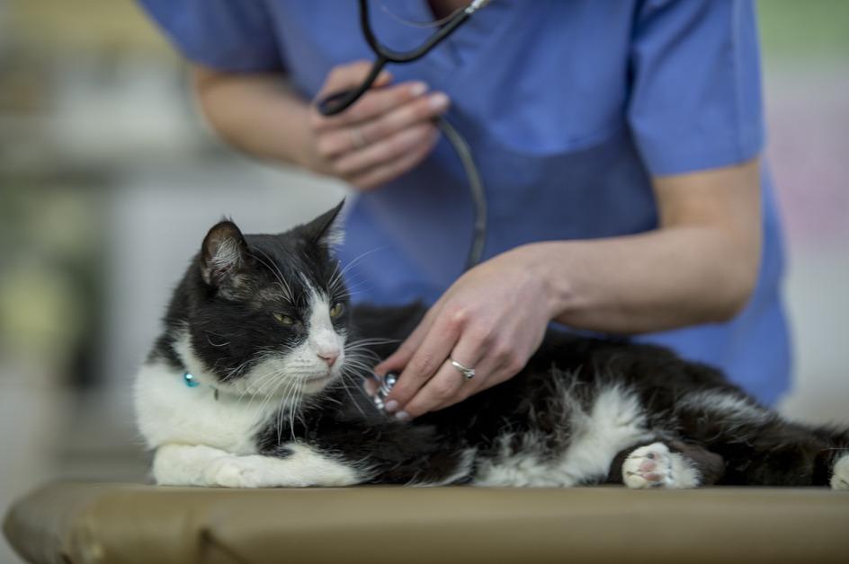 Vet checking a cat's heart rate with a stethoscope. 