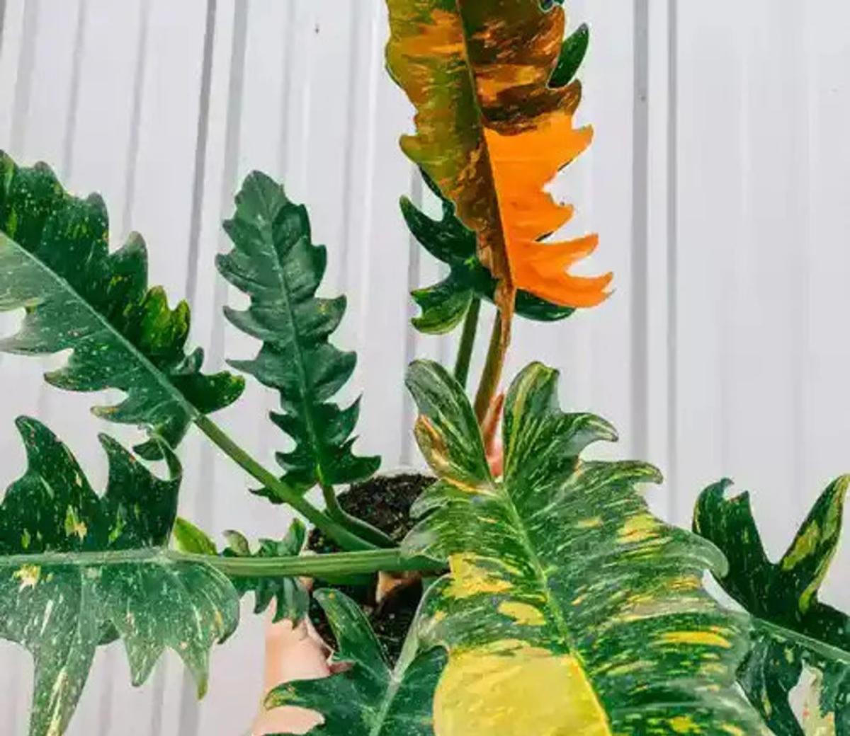 Philodendron Ring of Fire What to Know About the Plant