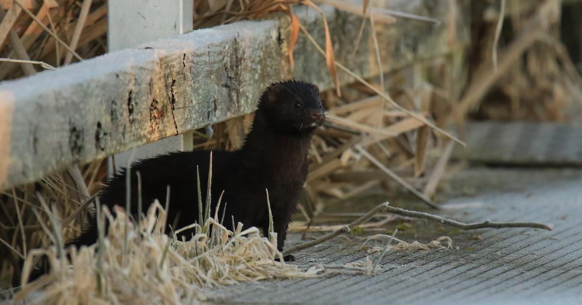 mink animal cute