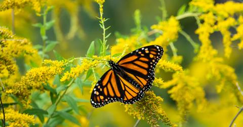 monarch butterfly golf courses